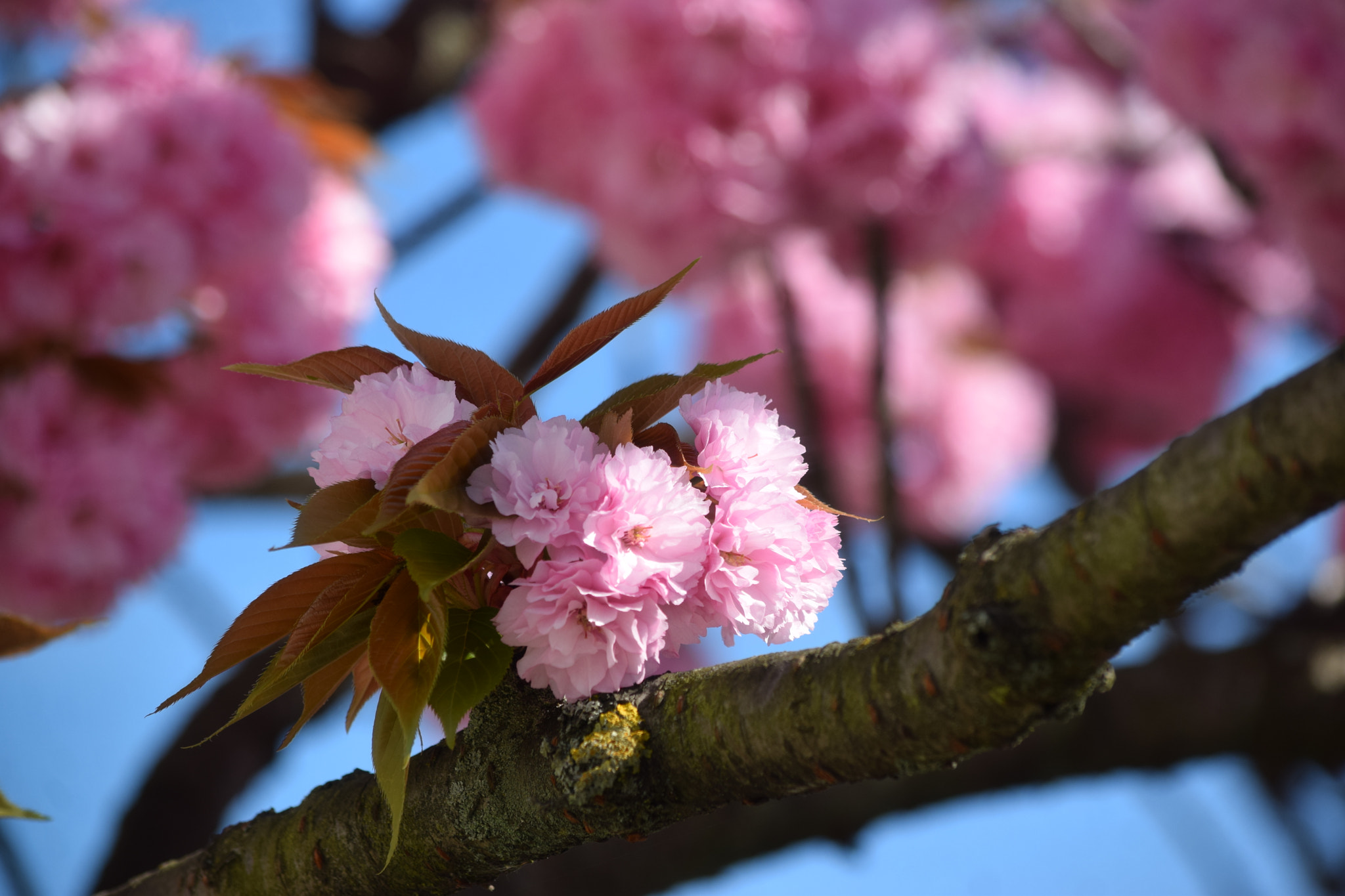 Nikon D5300 sample photo. Little own world photography