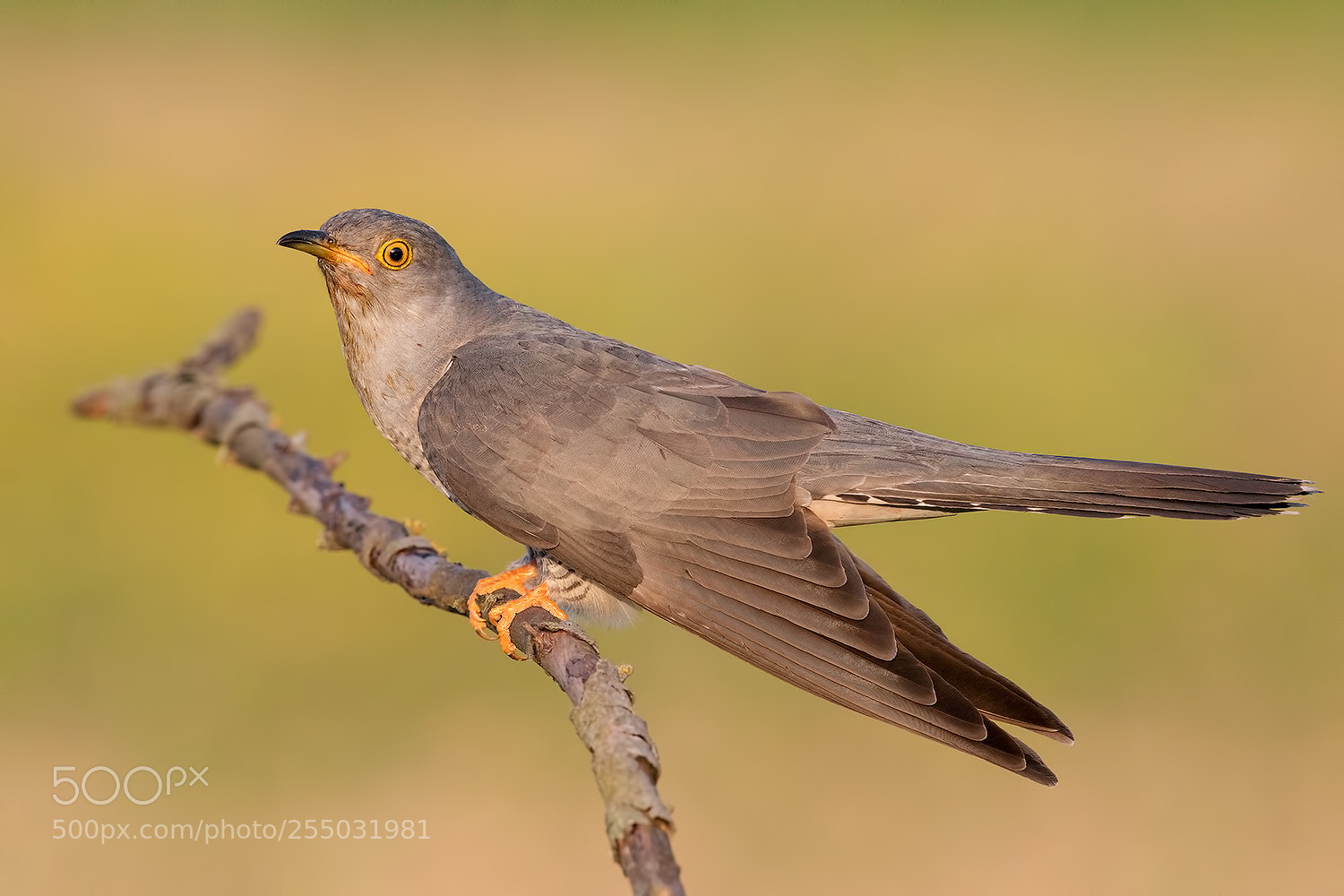 Canon EOS 5D Mark IV sample photo. Common cuckoo in sunset photography