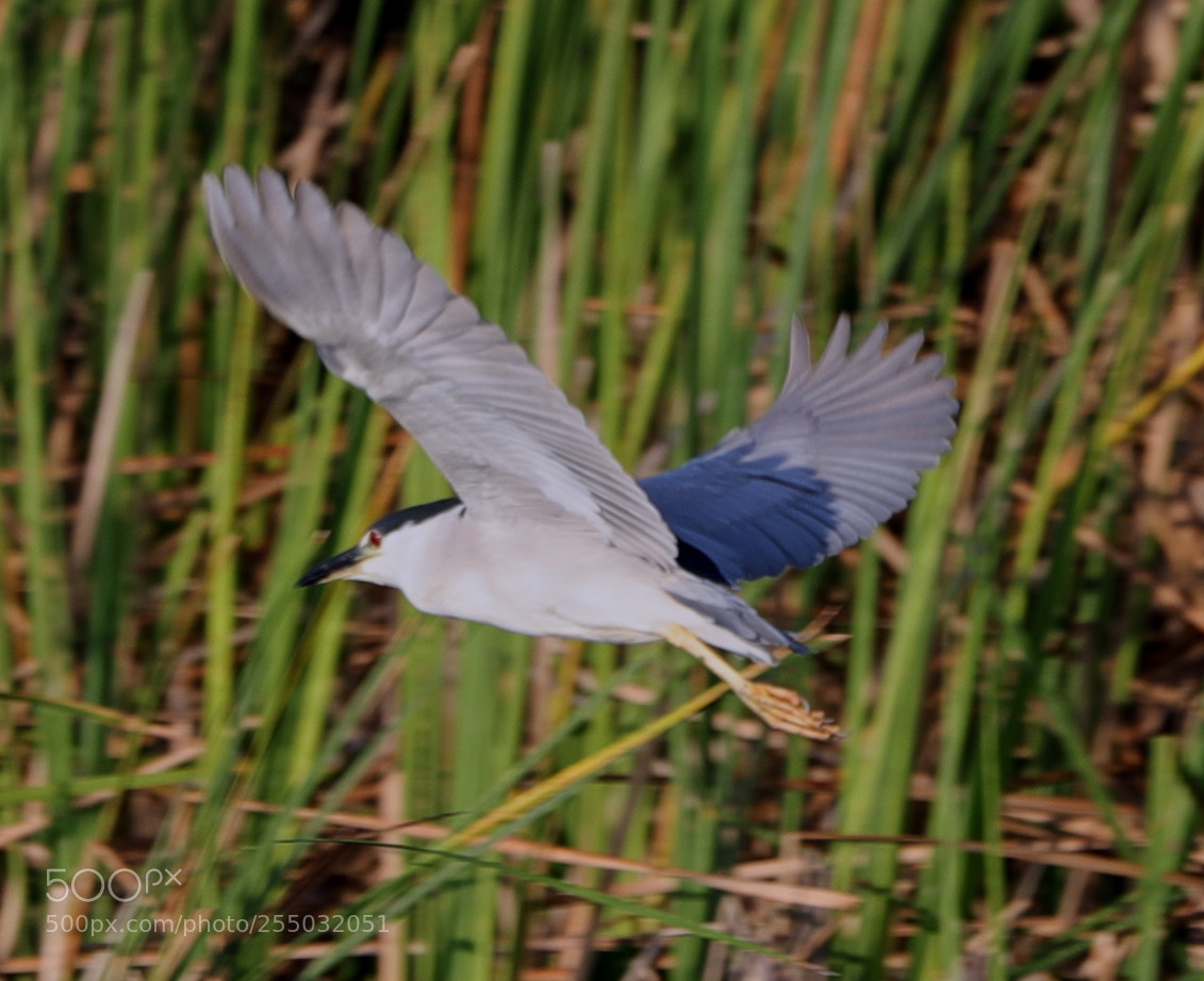 Canon EOS-1D X Mark II sample photo. 04-24-18-0014374.jpg photography