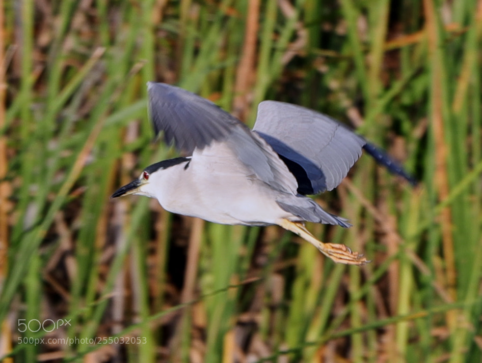 Canon EOS-1D X Mark II sample photo. 04-24-18-0014373.jpg photography