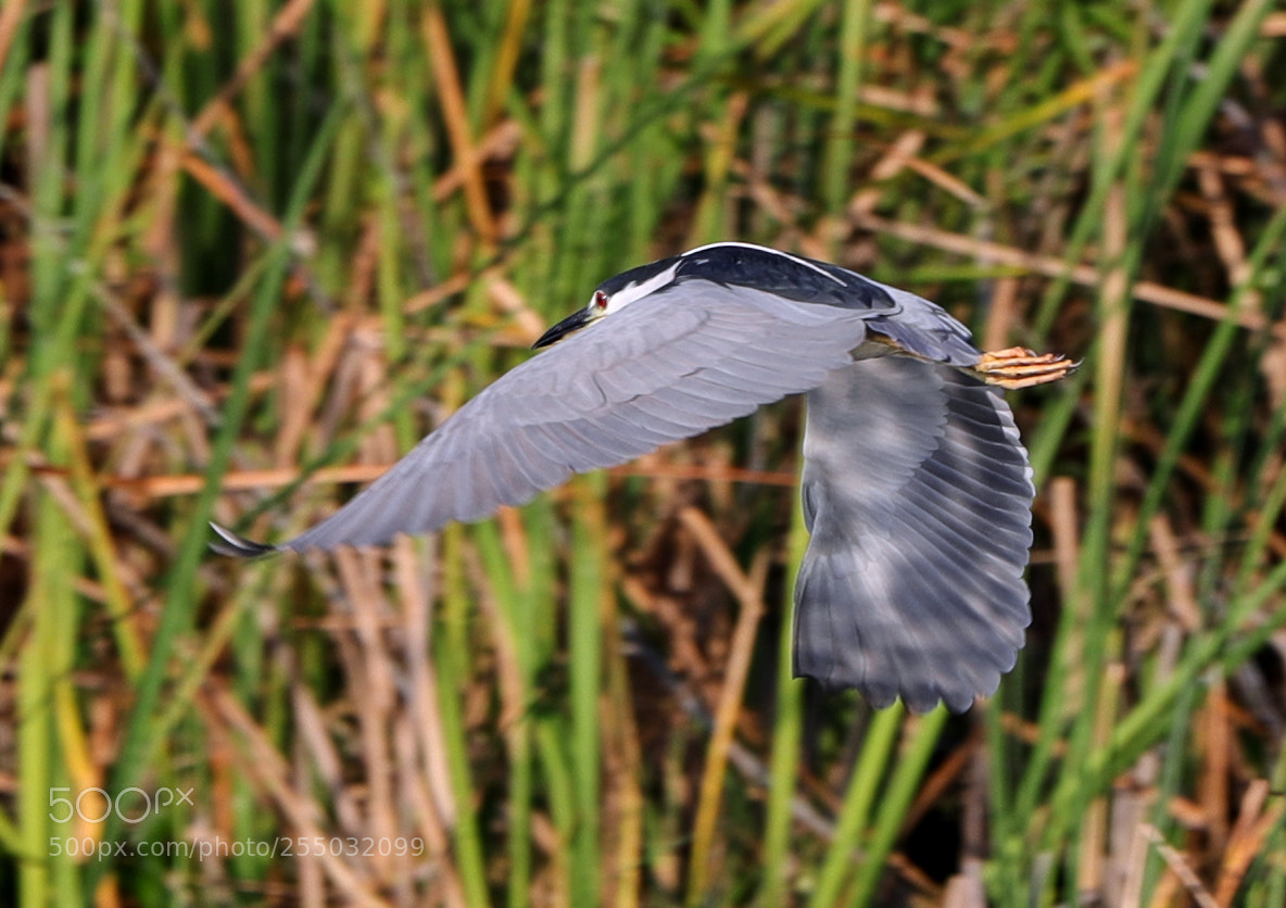 Canon EOS-1D X Mark II sample photo. 04-24-18-0014372.jpg photography