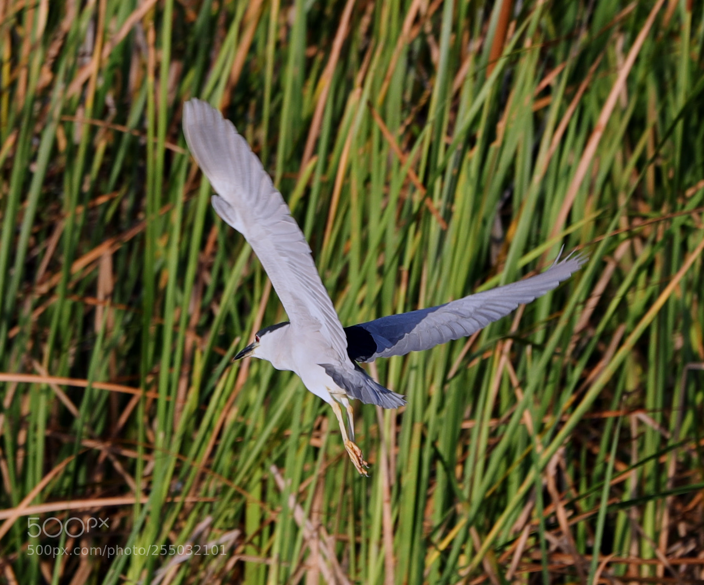 Canon EOS-1D X Mark II sample photo. 04-24-18-0014371.jpg photography