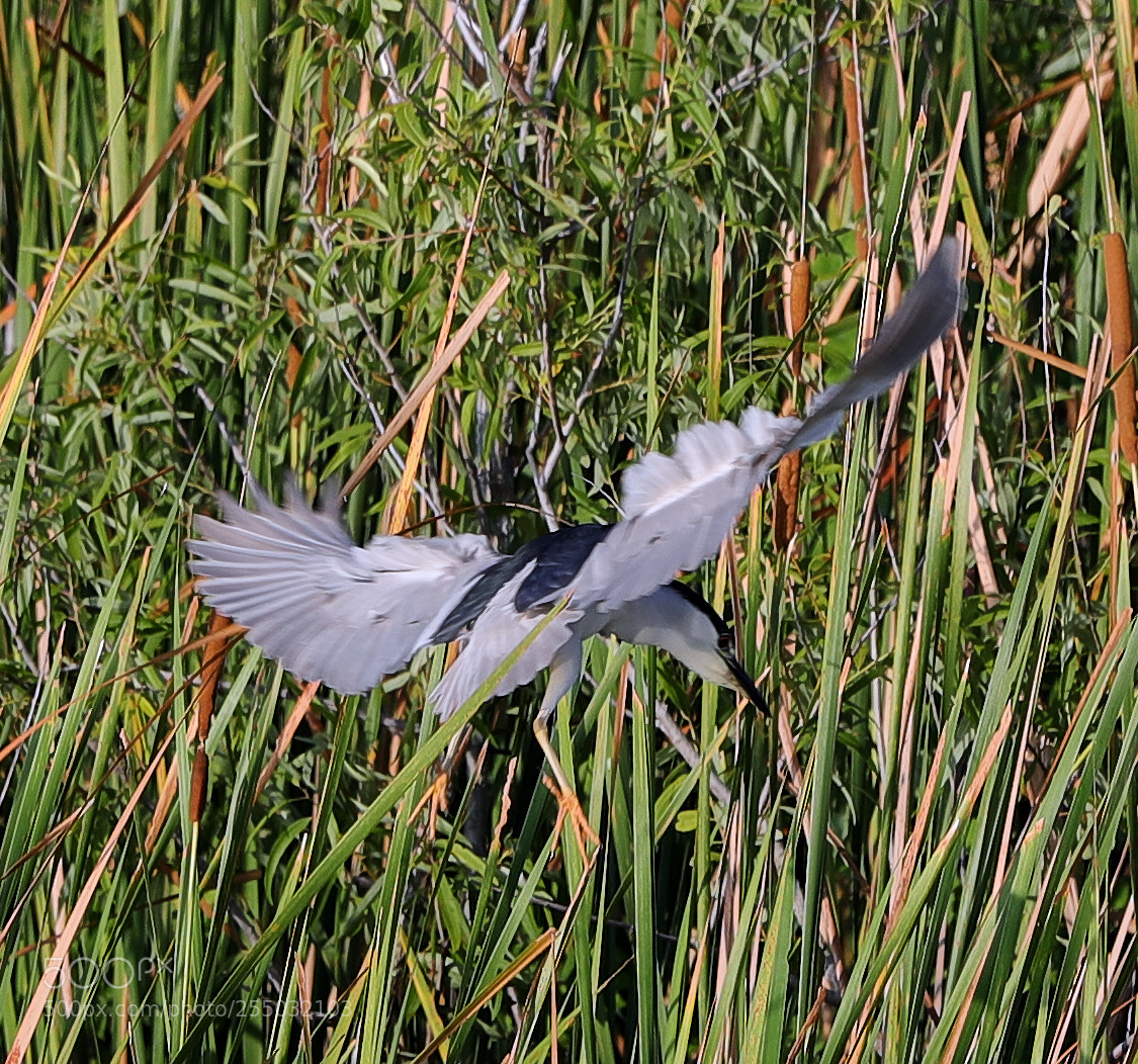 Canon EOS-1D X Mark II sample photo. 04-24-18-0014369.jpg photography