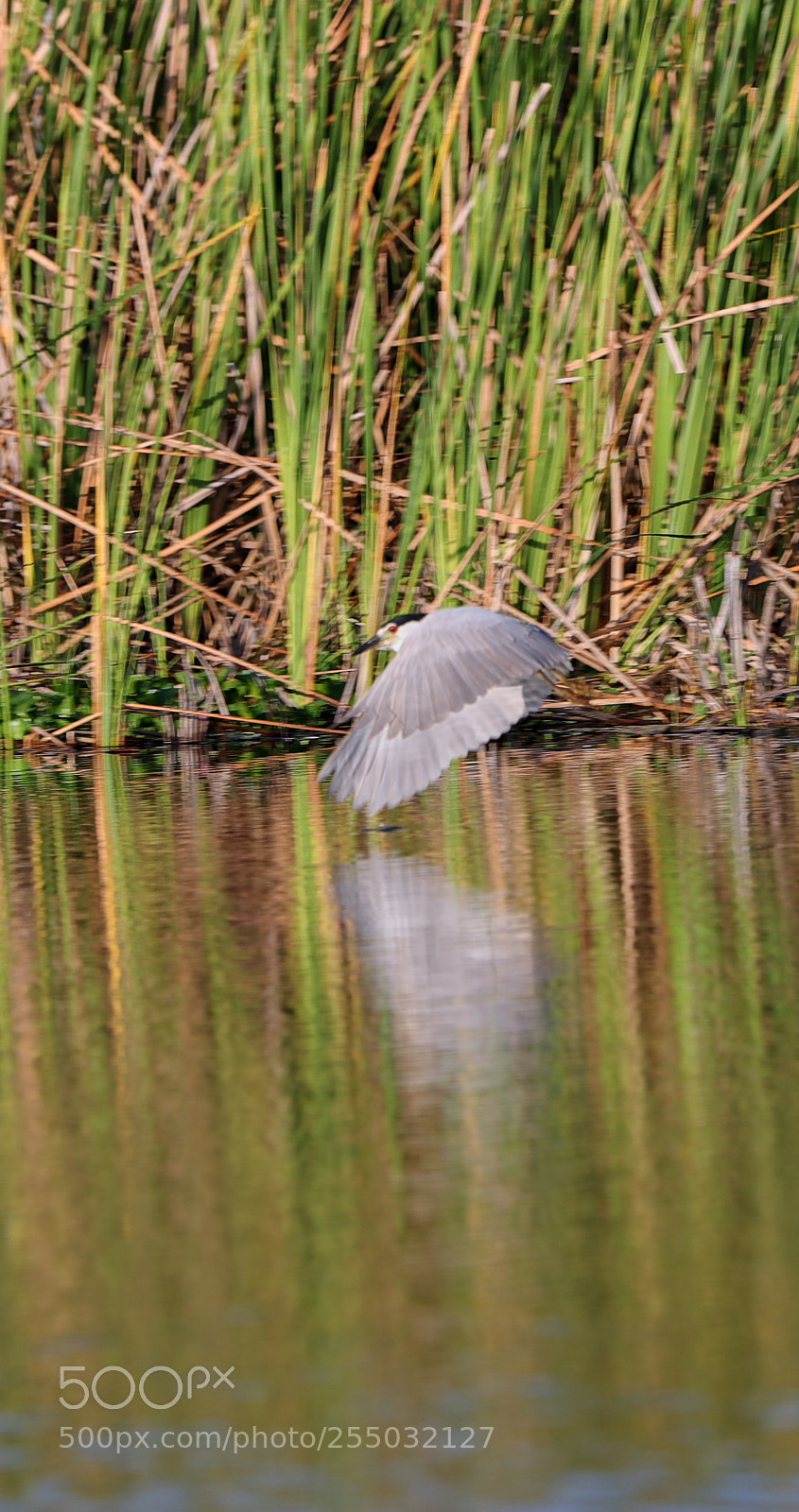 Canon EOS-1D X Mark II sample photo. 04-24-18-0014363.jpg photography