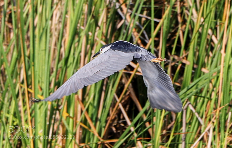 Canon EOS-1D X Mark II sample photo. 04-24-18-0014358.jpg photography