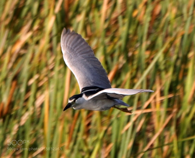 Canon EOS-1D X Mark II sample photo. 04-24-18-0014357.jpg photography
