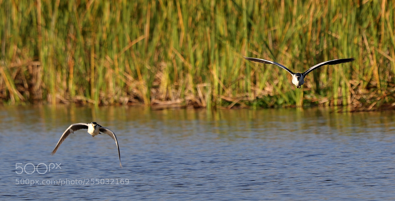 Canon EOS-1D X Mark II sample photo. 04-24-18-0014355.jpg photography