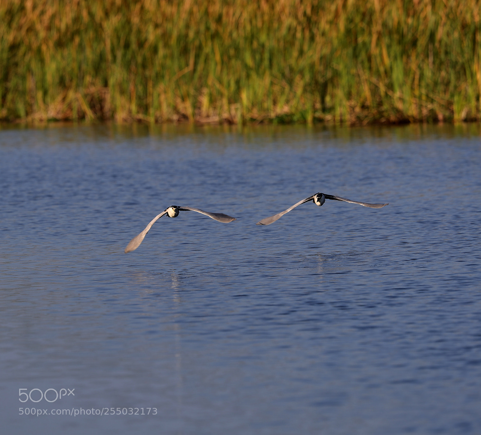 Canon EOS-1D X Mark II sample photo. 04-24-18-0014353.jpg photography