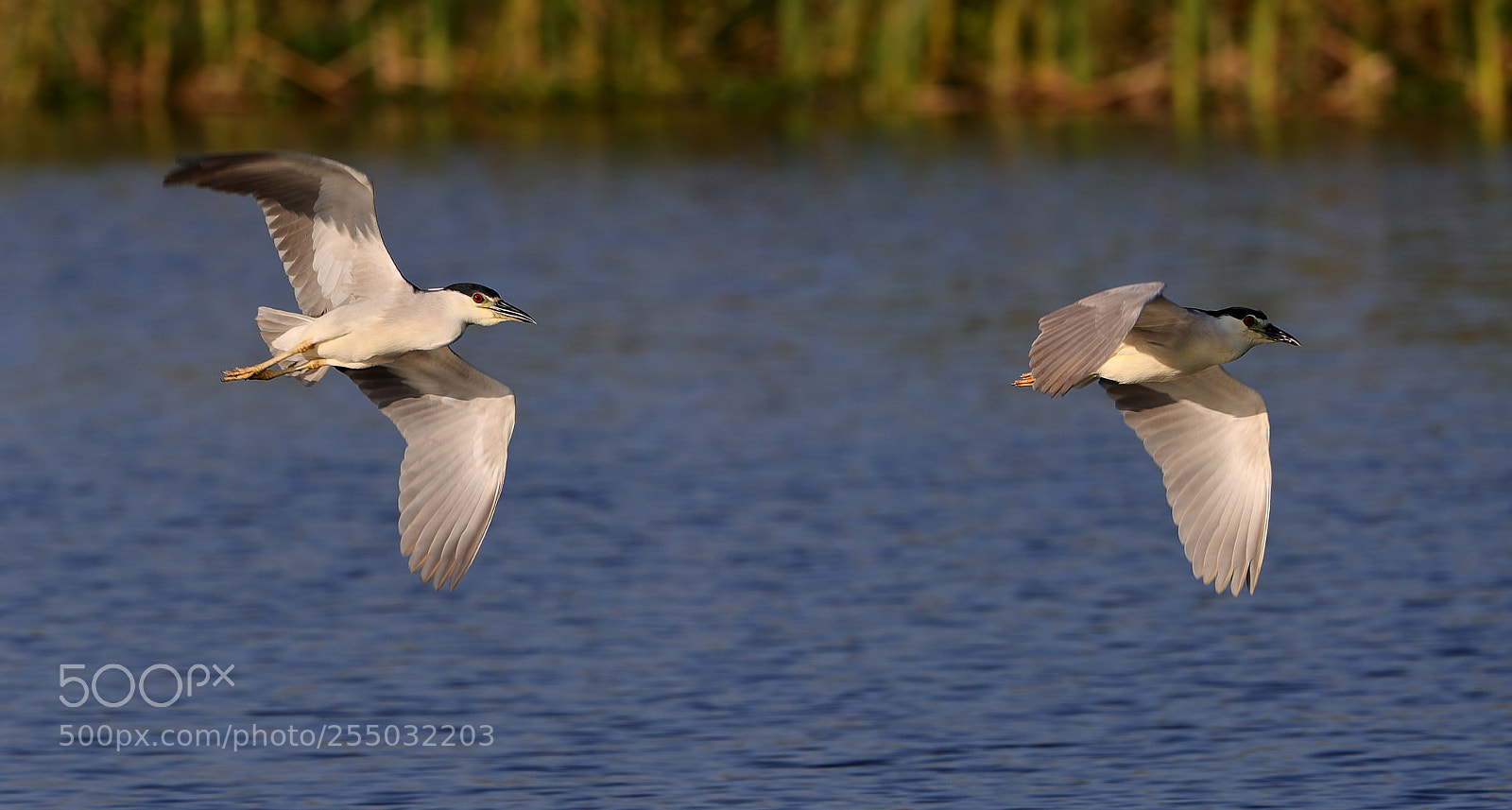 Canon EOS-1D X Mark II sample photo. 04-24-18-0014351.jpg photography