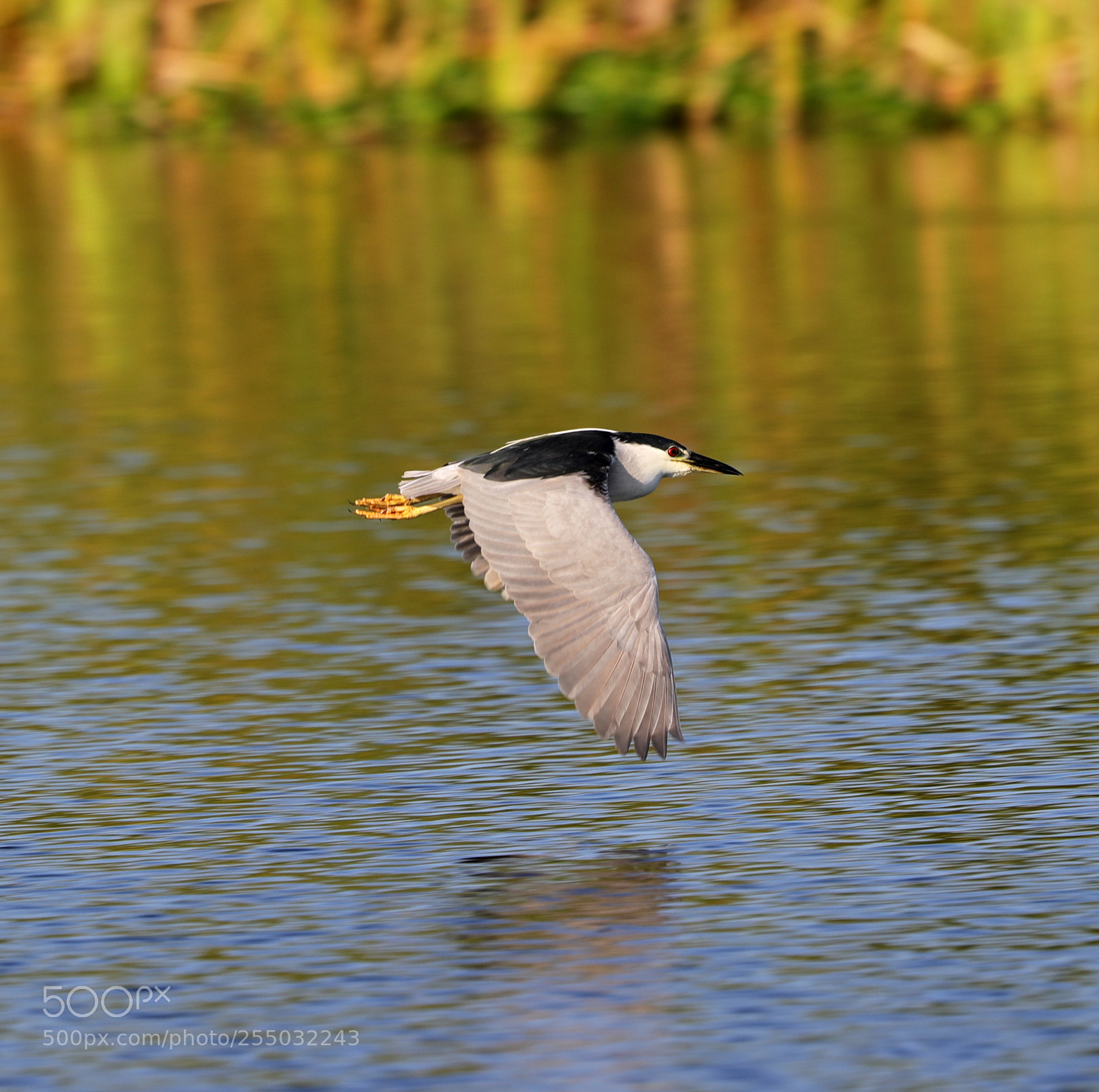 Canon EOS-1D X Mark II sample photo. 04-24-18-0014347.jpg photography