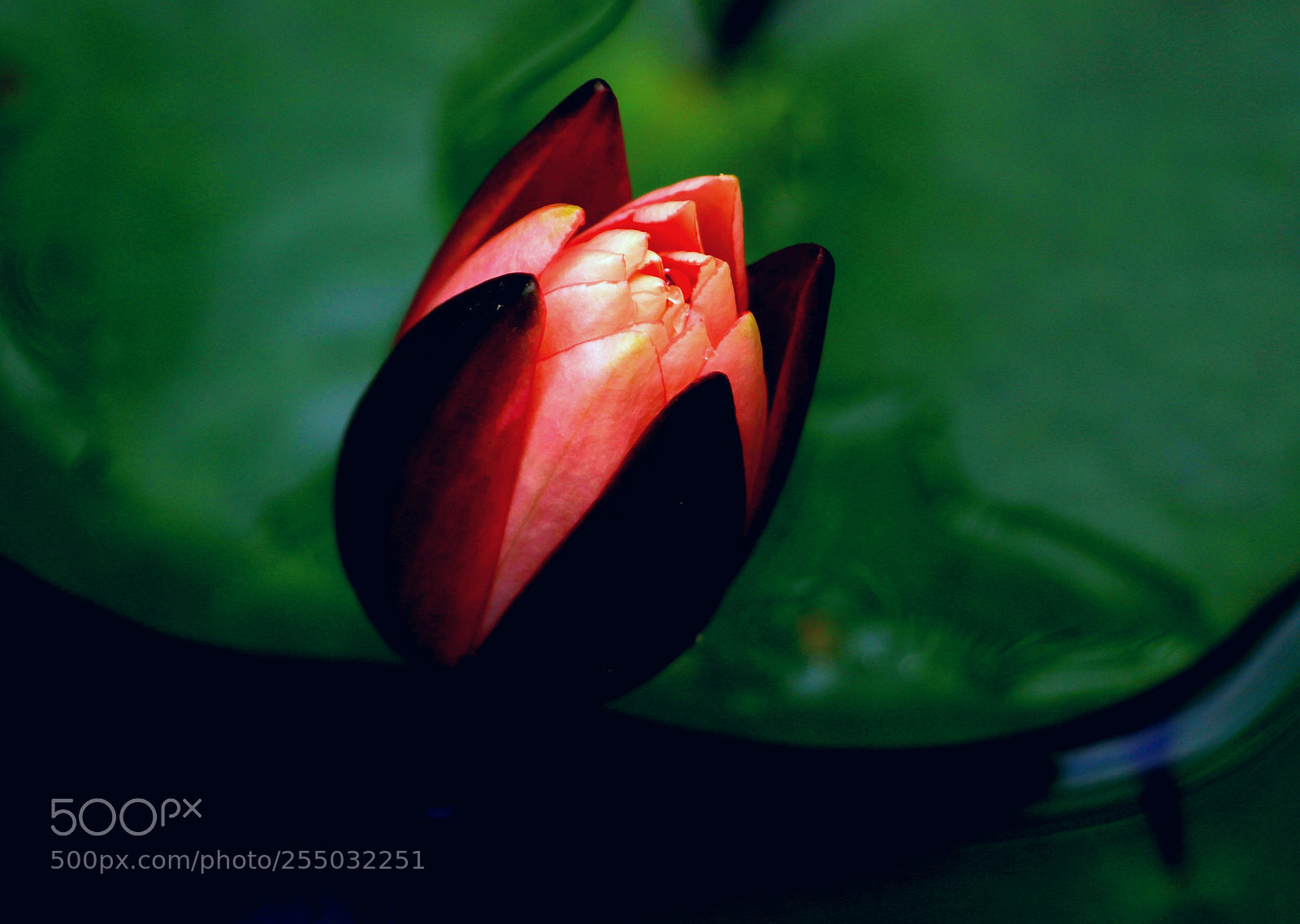 Canon EOS 650D (EOS Rebel T4i / EOS Kiss X6i) sample photo. Flowers in bud photography