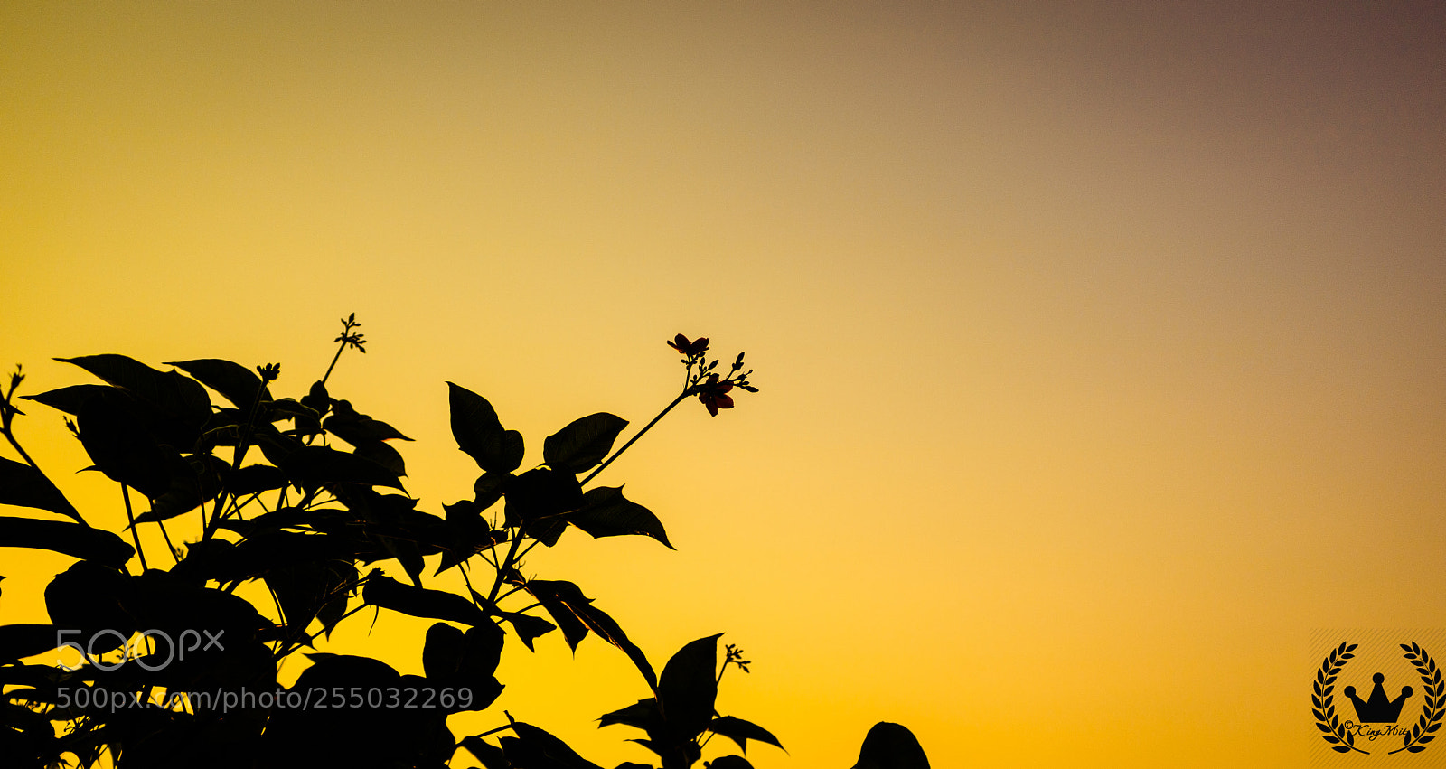 Canon EOS 750D (EOS Rebel T6i / EOS Kiss X8i) sample photo. Hoans photography