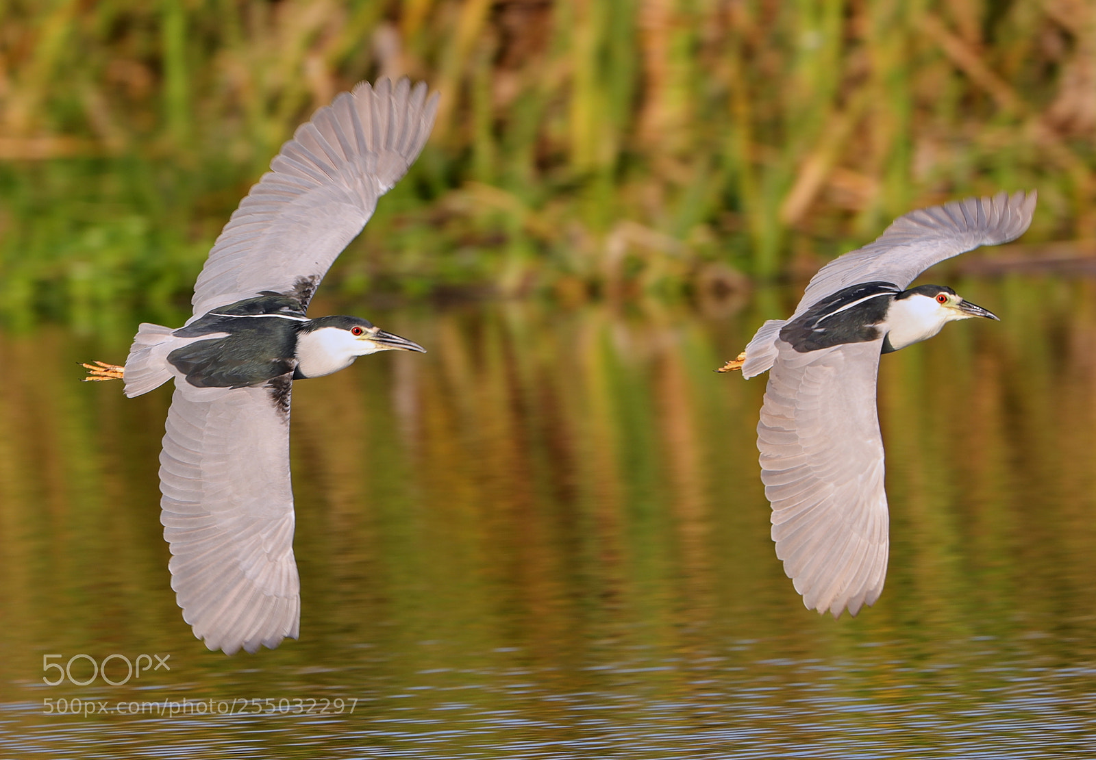 Canon EOS-1D X Mark II sample photo. 04-24-18-0014345.jpg photography