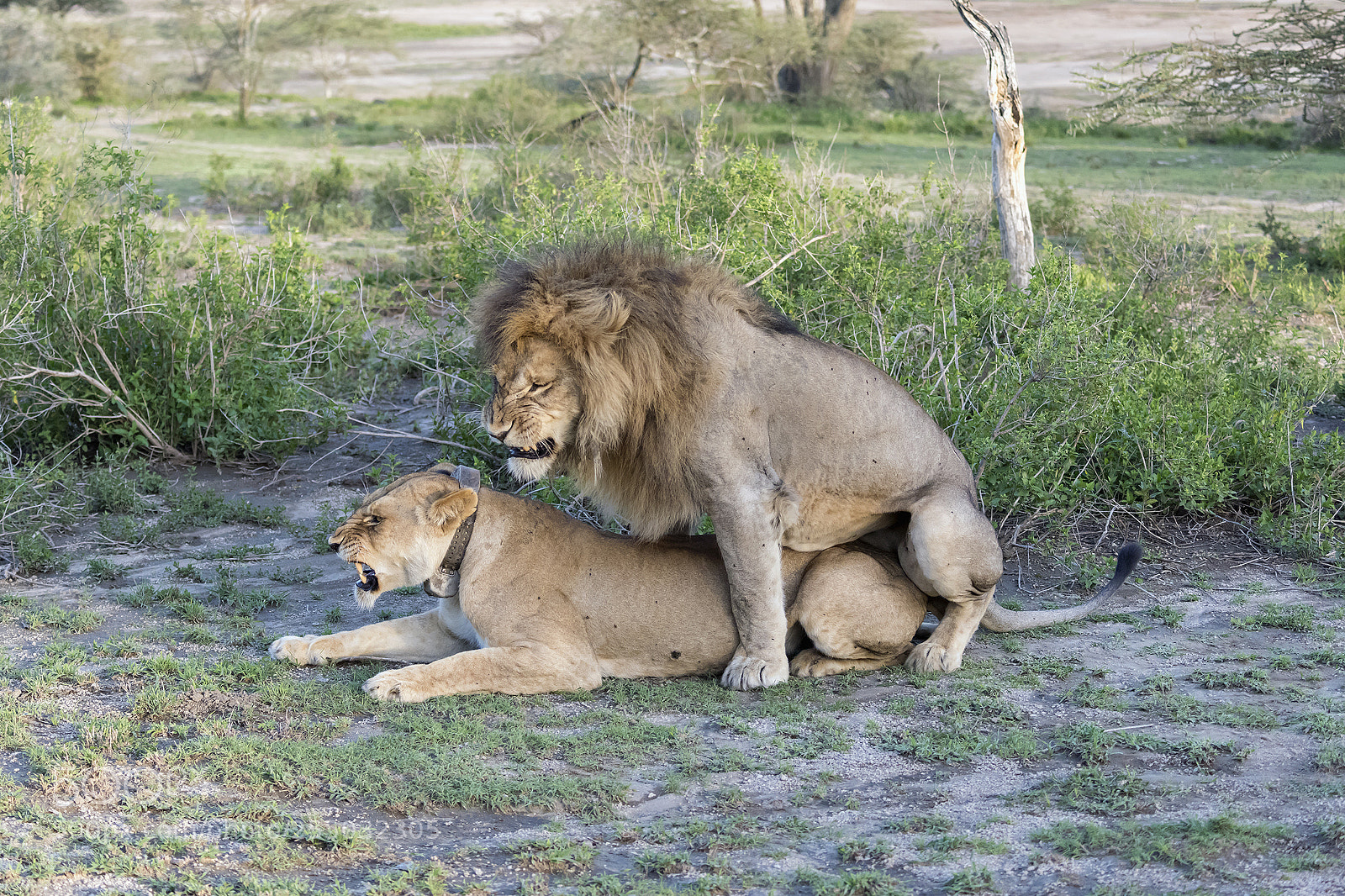 Nikon D810 sample photo. Mating lions photography