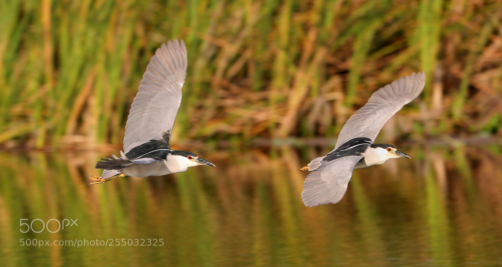 Canon EOS-1D X Mark II sample photo. 04-24-18-0014344.jpg photography
