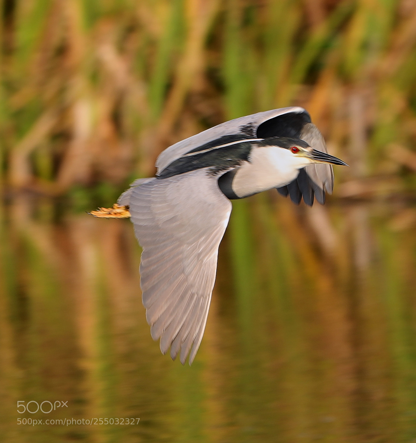Canon EOS-1D X Mark II sample photo. 04-24-18-0014343.jpg photography