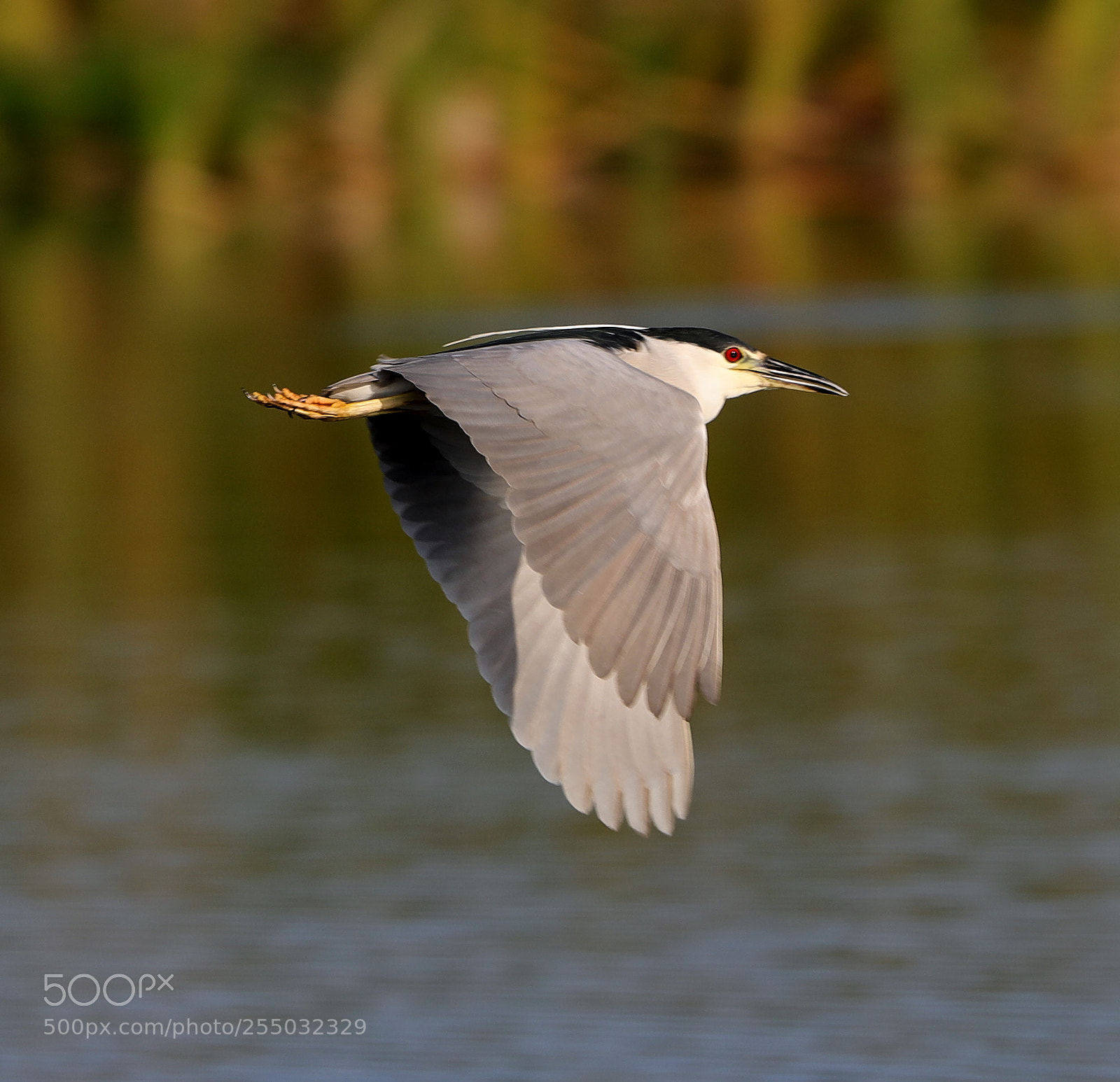 Canon EOS-1D X Mark II sample photo. 04-24-18-0014338.jpg photography