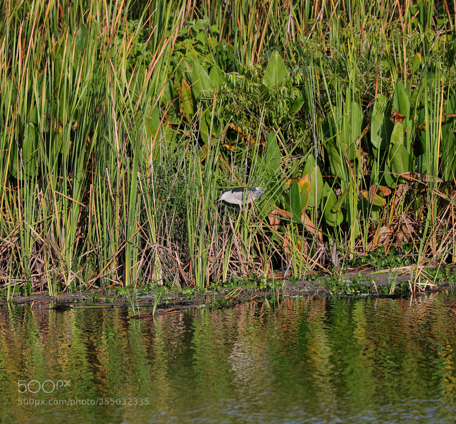 Canon EOS-1D X Mark II sample photo. 04-24-18-0014464.jpg photography