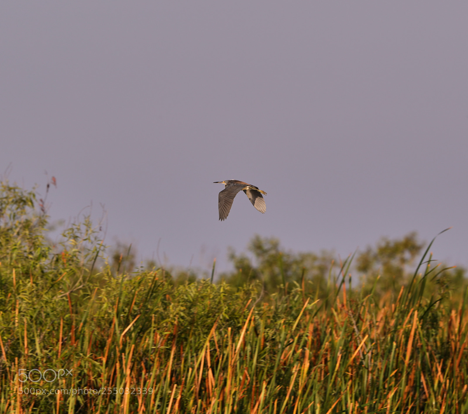 Canon EOS-1D X Mark II sample photo. 04-24-18-0014420.jpg photography