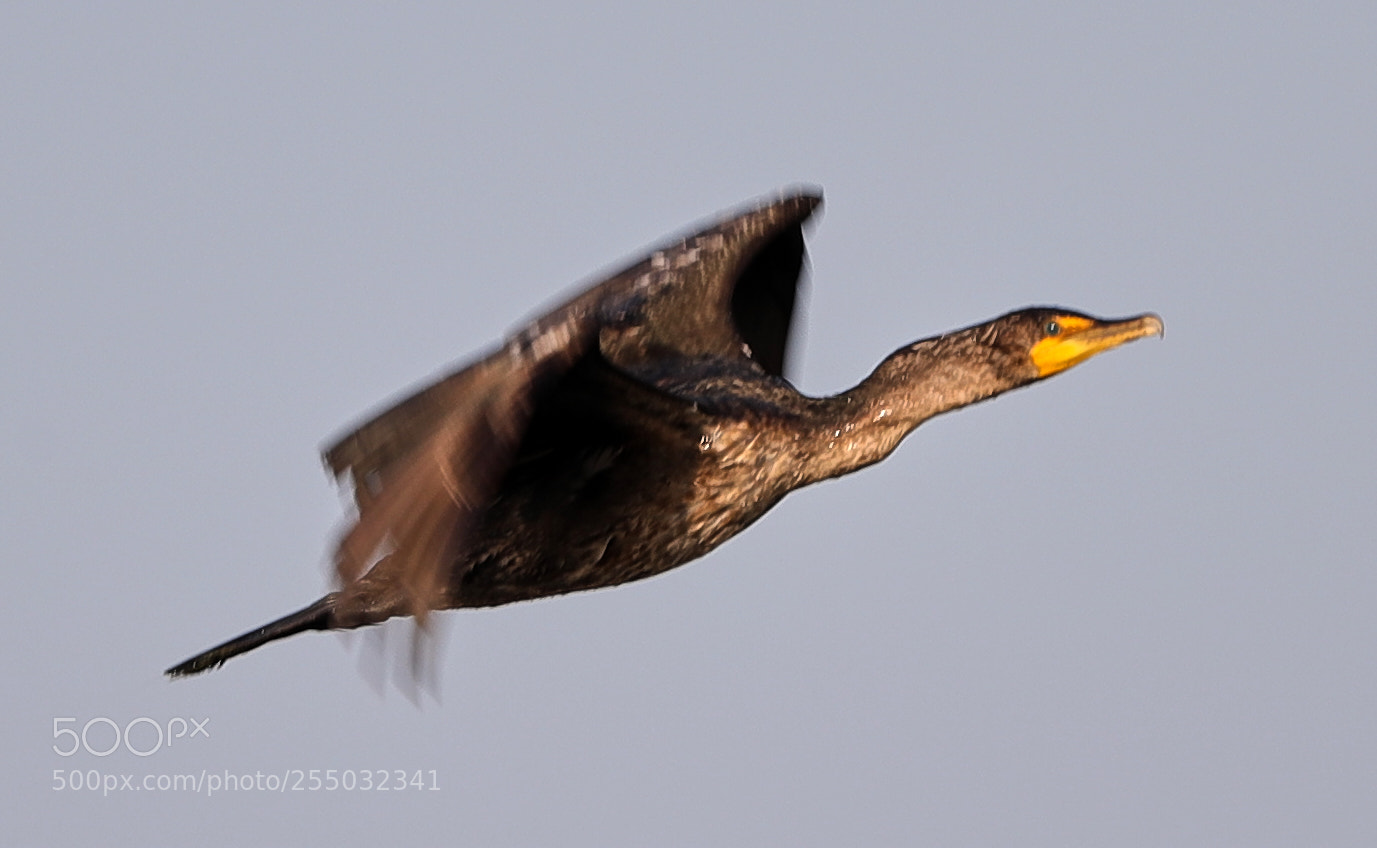 Canon EOS-1D X Mark II sample photo. 04-24-18-0014402.jpg photography