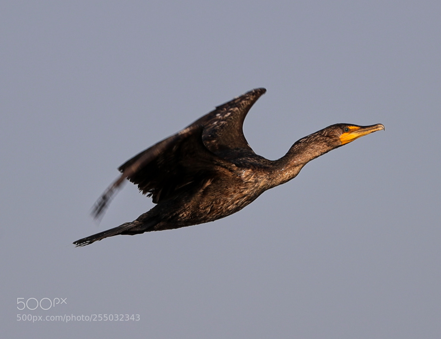 Canon EOS-1D X Mark II sample photo. 04-24-18-0014401.jpg photography