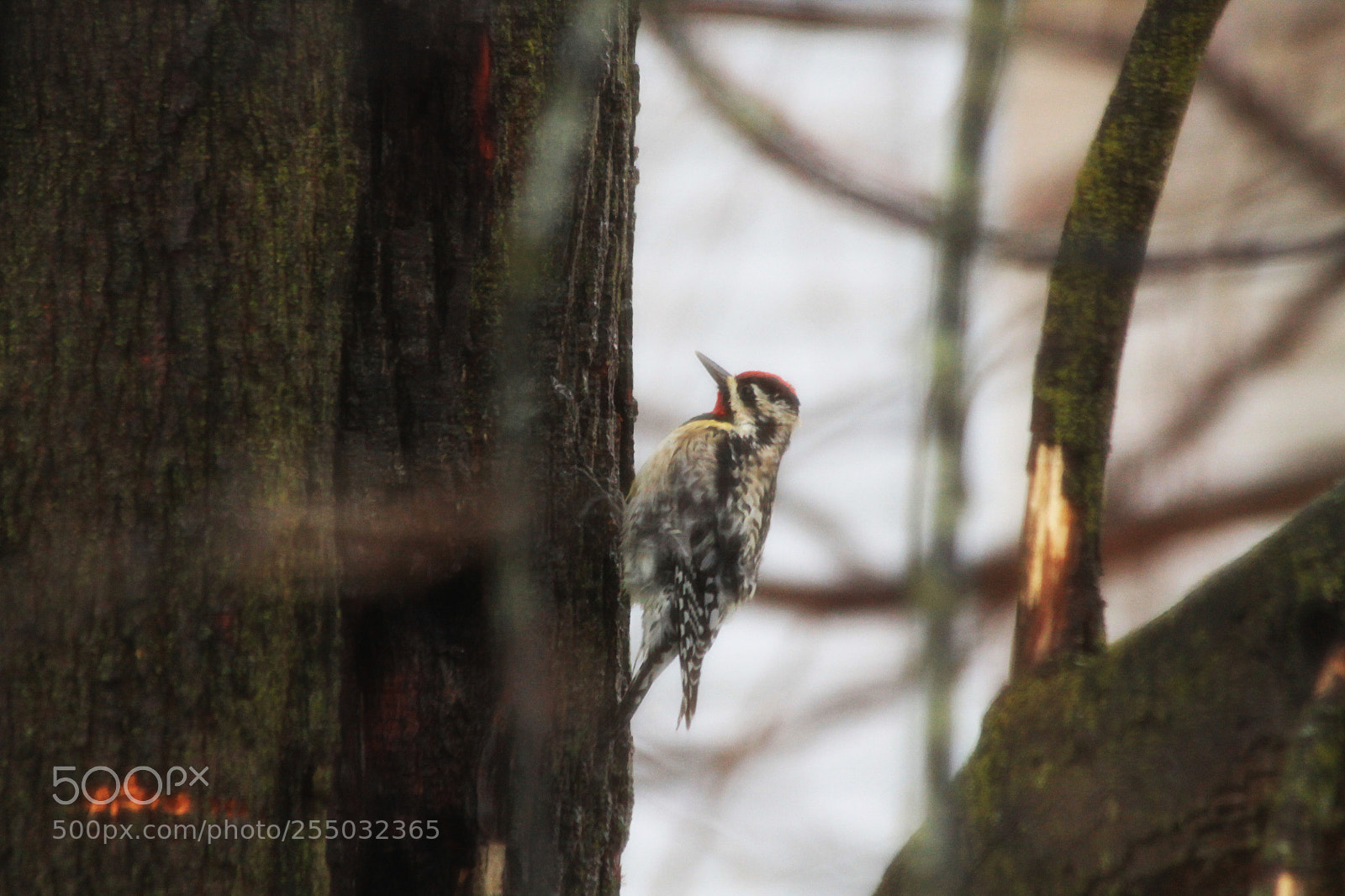 Canon EOS 1100D (EOS Rebel T3 / EOS Kiss X50) sample photo. Yellow-bellied sapsucker photography