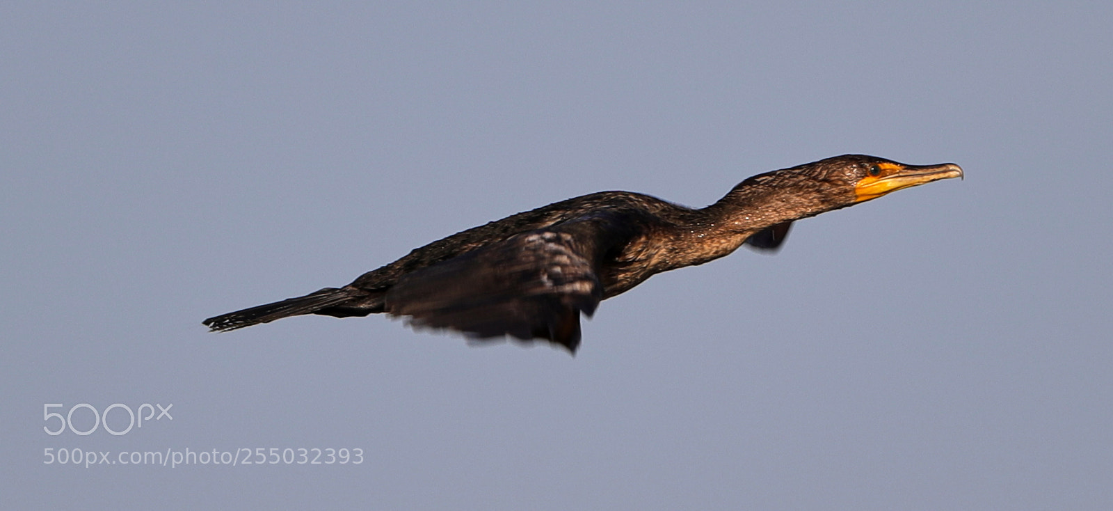 Canon EOS-1D X Mark II sample photo. 04-24-18-0014400.jpg photography