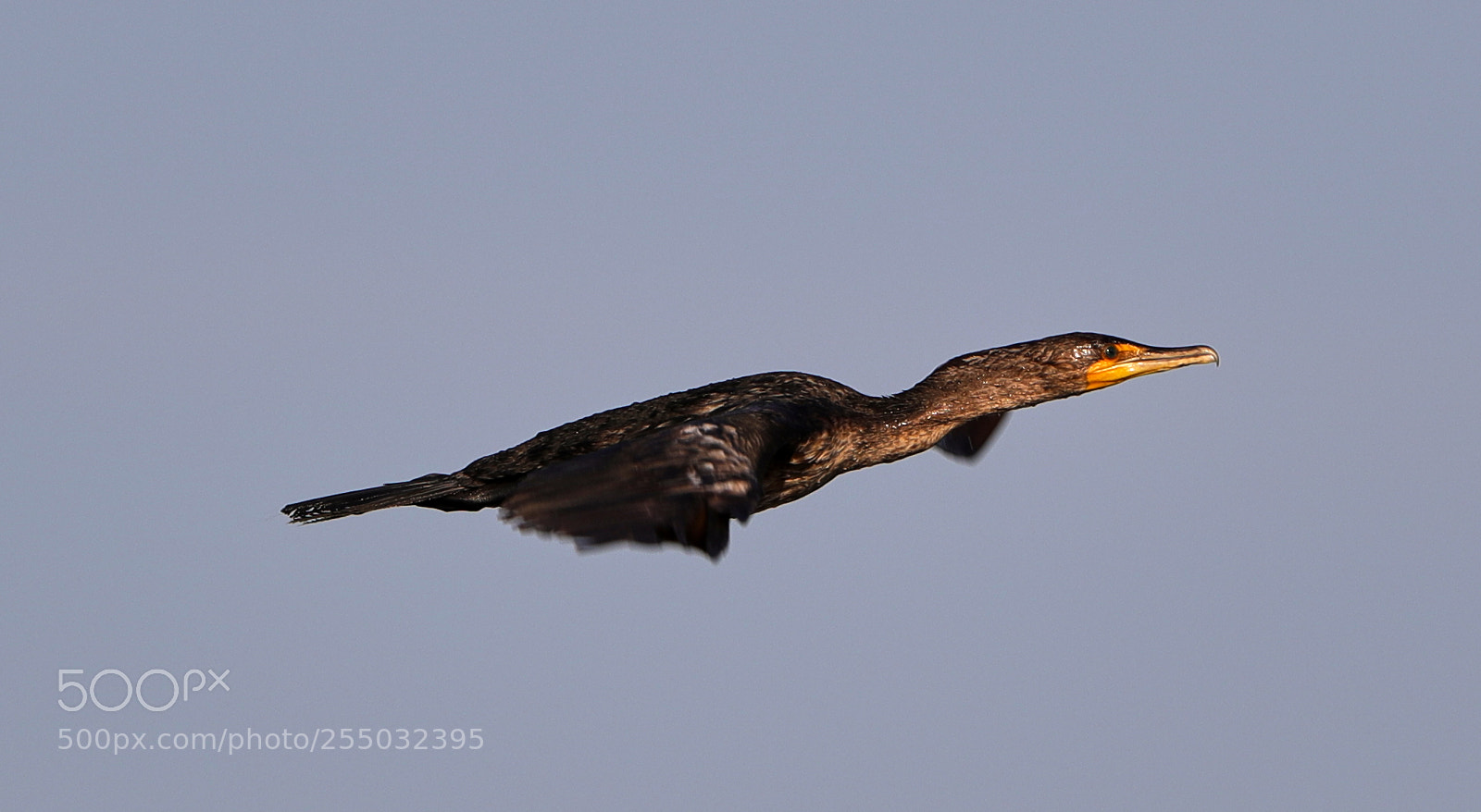 Canon EOS-1D X Mark II sample photo. 04-24-18-0014399.jpg photography