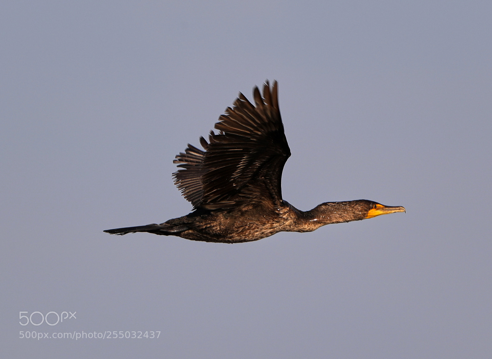 Canon EOS-1D X Mark II sample photo. 04-24-18-0014396.jpg photography