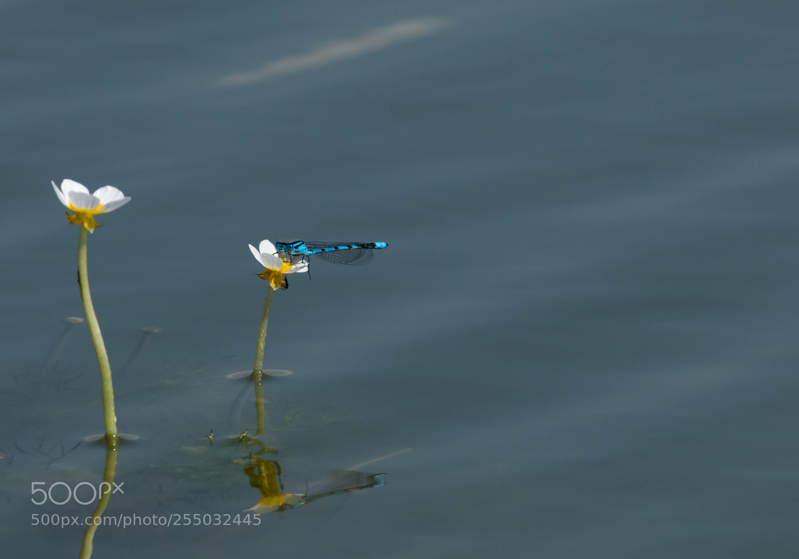Canon EOS 7D Mark II sample photo. Agrion et renoncule d'eau photography