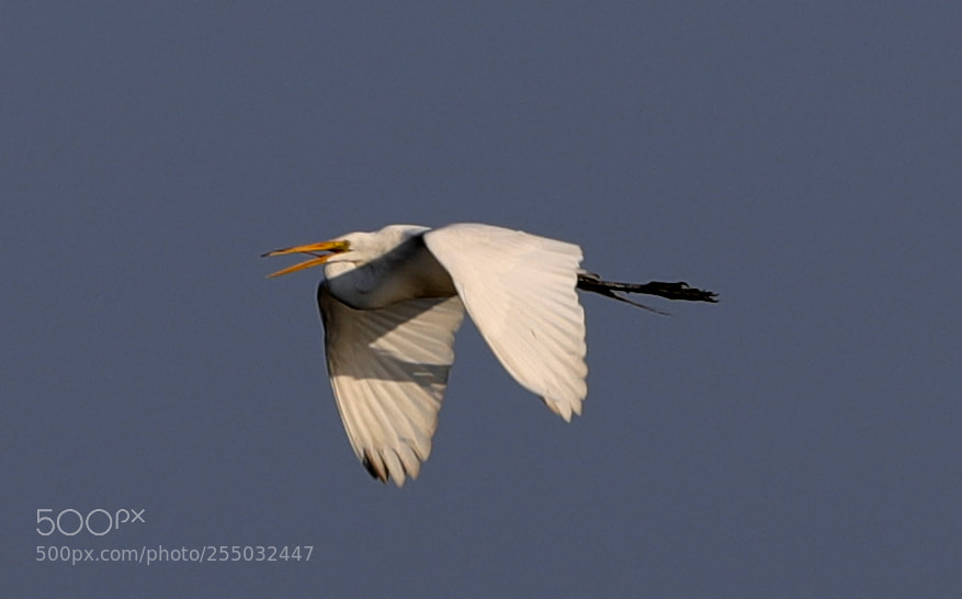 Canon EOS-1D X Mark II sample photo. 04-24-18-0014418.jpg photography