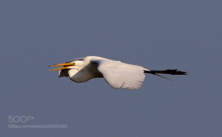 Canon EOS-1D X Mark II sample photo. 04-24-18-0014417.jpg photography