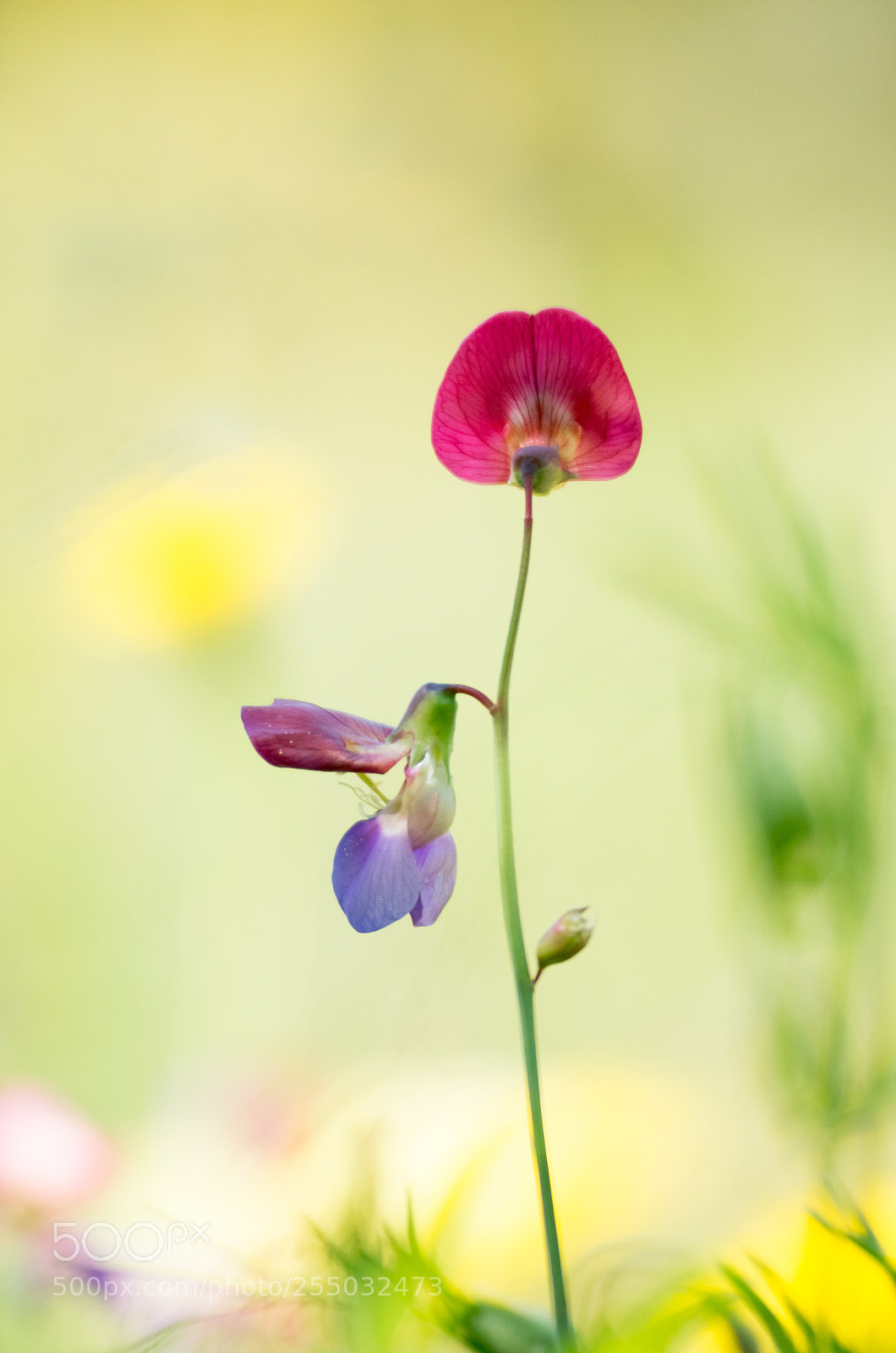 Pentax K-30 sample photo. Wild colorful flower photography
