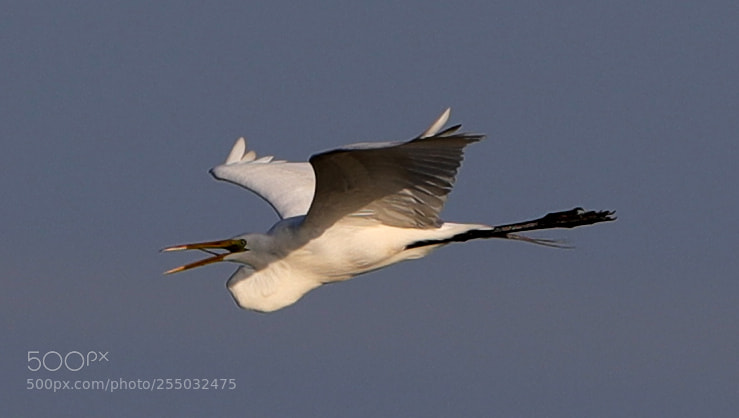 Canon EOS-1D X Mark II sample photo. 04-24-18-0014416.jpg photography