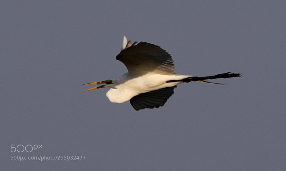 Canon EOS-1D X Mark II sample photo. 04-24-18-0014415.jpg photography