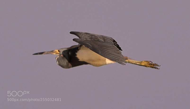 Canon EOS-1D X Mark II sample photo. 04-24-18-0014413.jpg photography