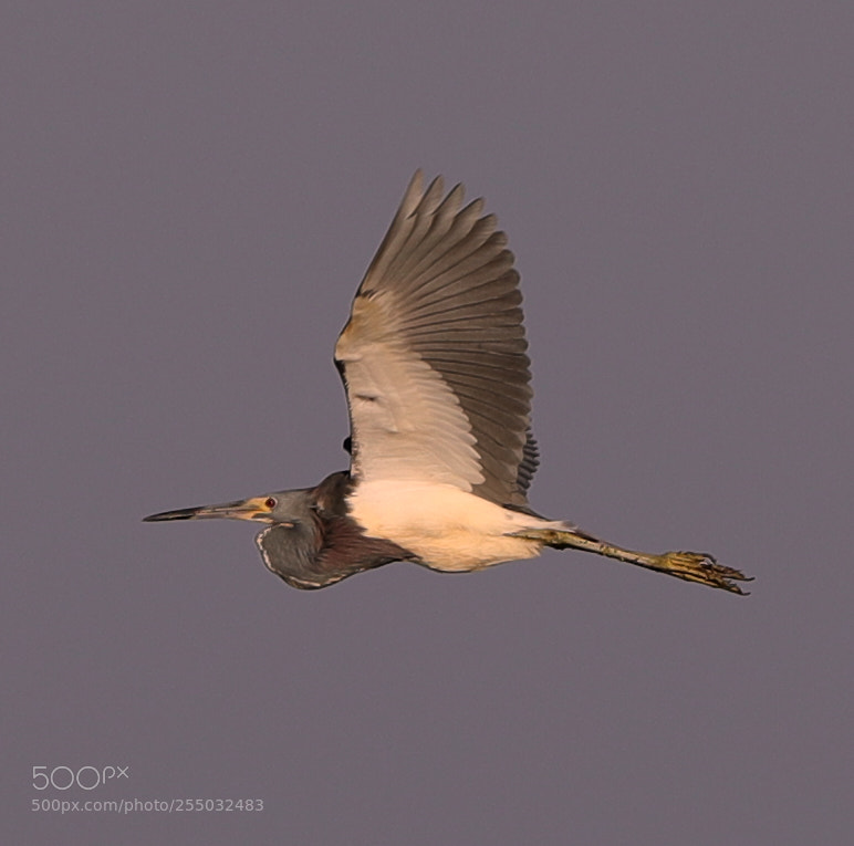 Canon EOS-1D X Mark II sample photo. 04-24-18-0014412.jpg photography