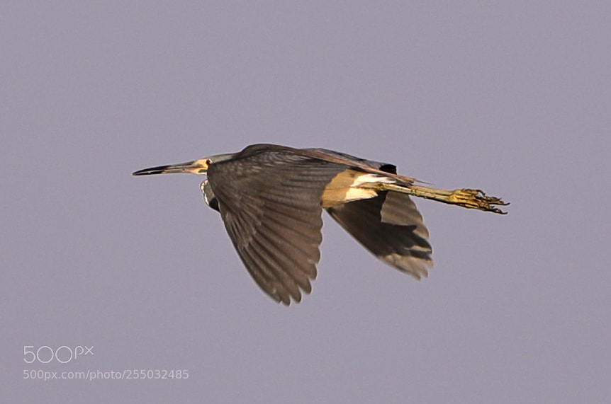 Canon EOS-1D X Mark II sample photo. 04-24-18-0014411.jpg photography