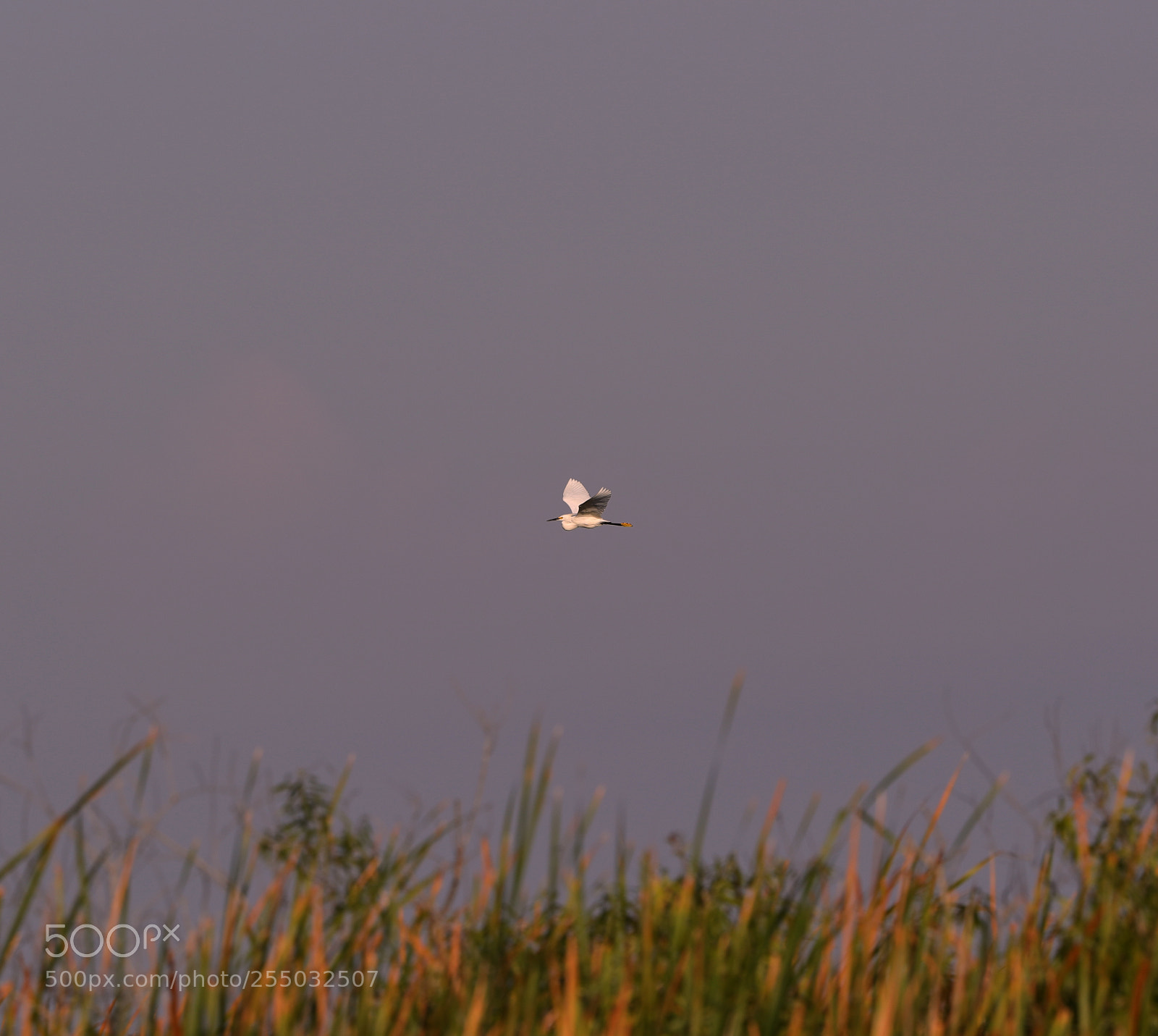 Canon EOS-1D X Mark II sample photo. 04-24-18-0014410.jpg photography