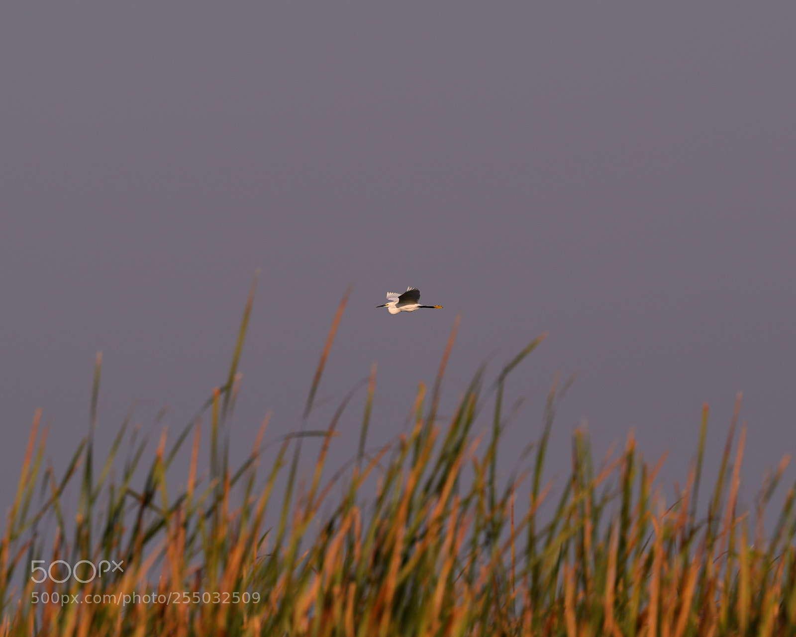 Canon EOS-1D X Mark II sample photo. 04-24-18-0014409.jpg photography