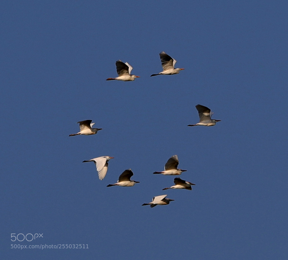 Canon EOS-1D X Mark II sample photo. 04-24-18-0014408.jpg photography