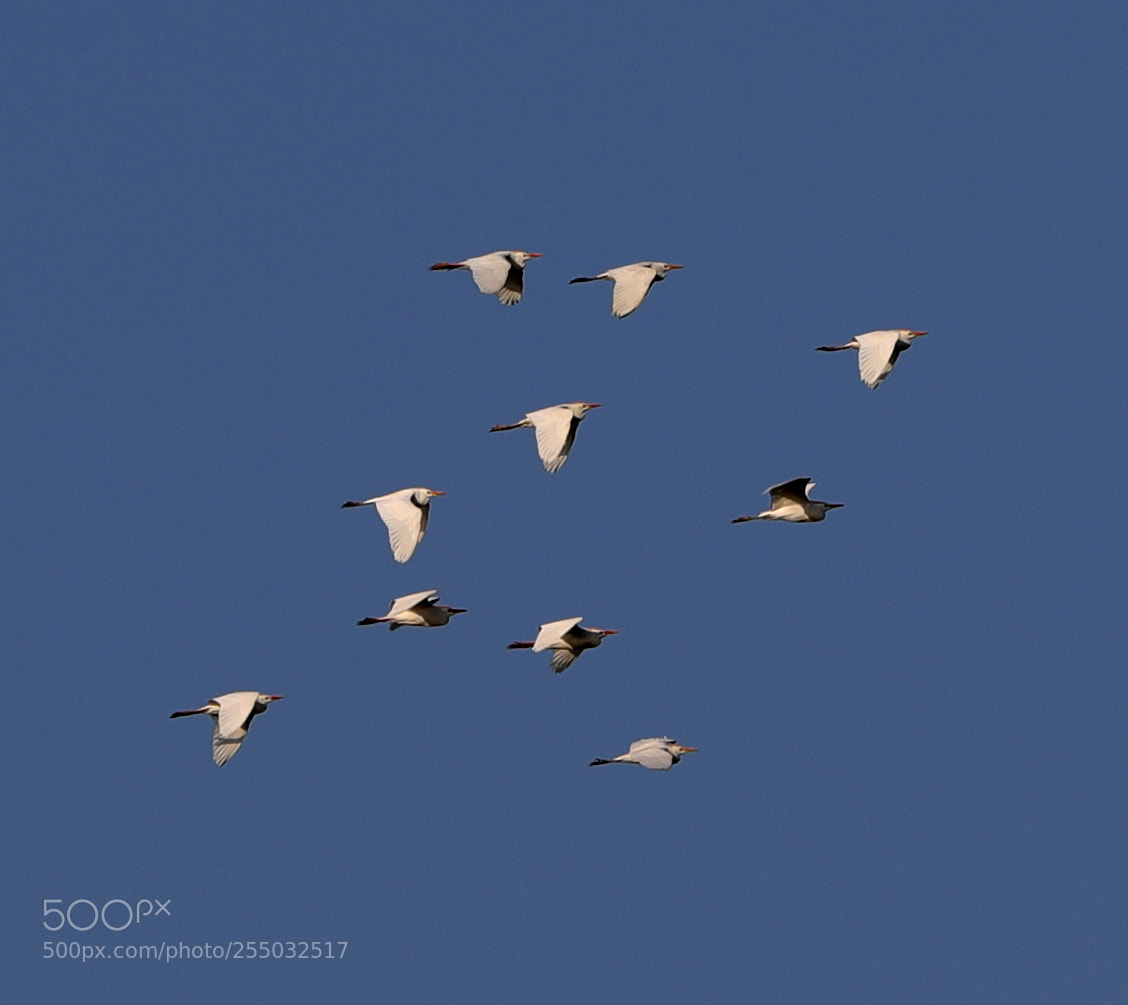 Canon EOS-1D X Mark II sample photo. 04-24-18-0014407.jpg photography