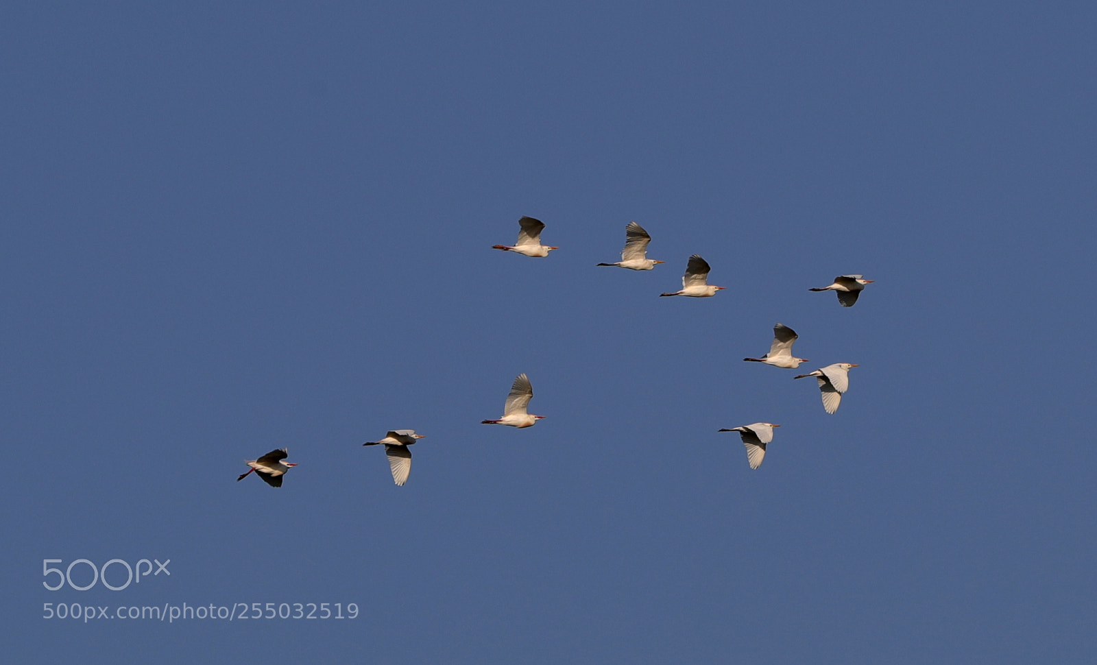 Canon EOS-1D X Mark II sample photo. 04-24-18-0014406.jpg photography