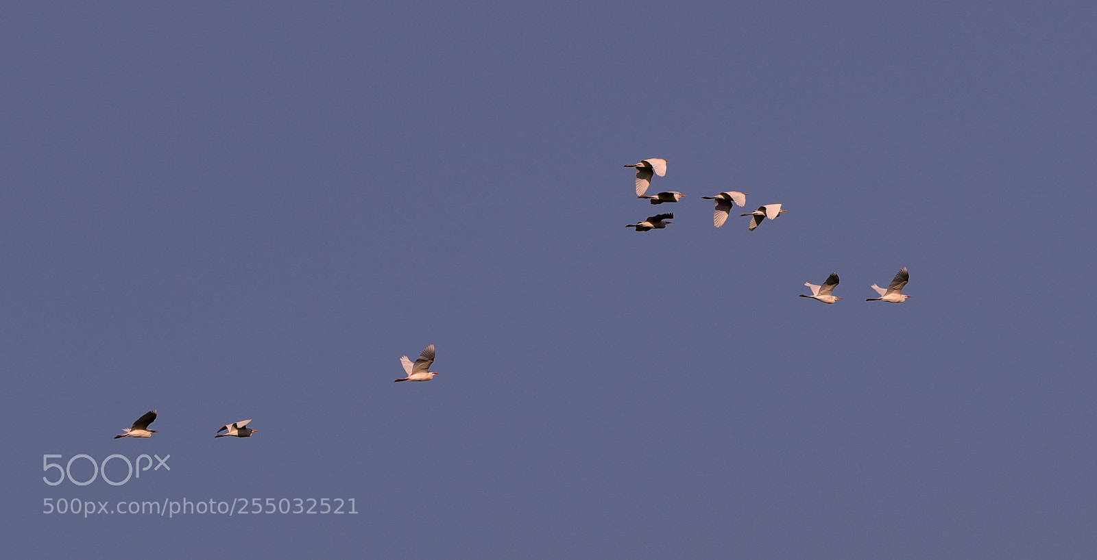 Canon EOS-1D X Mark II sample photo. 04-24-18-0014405.jpg photography