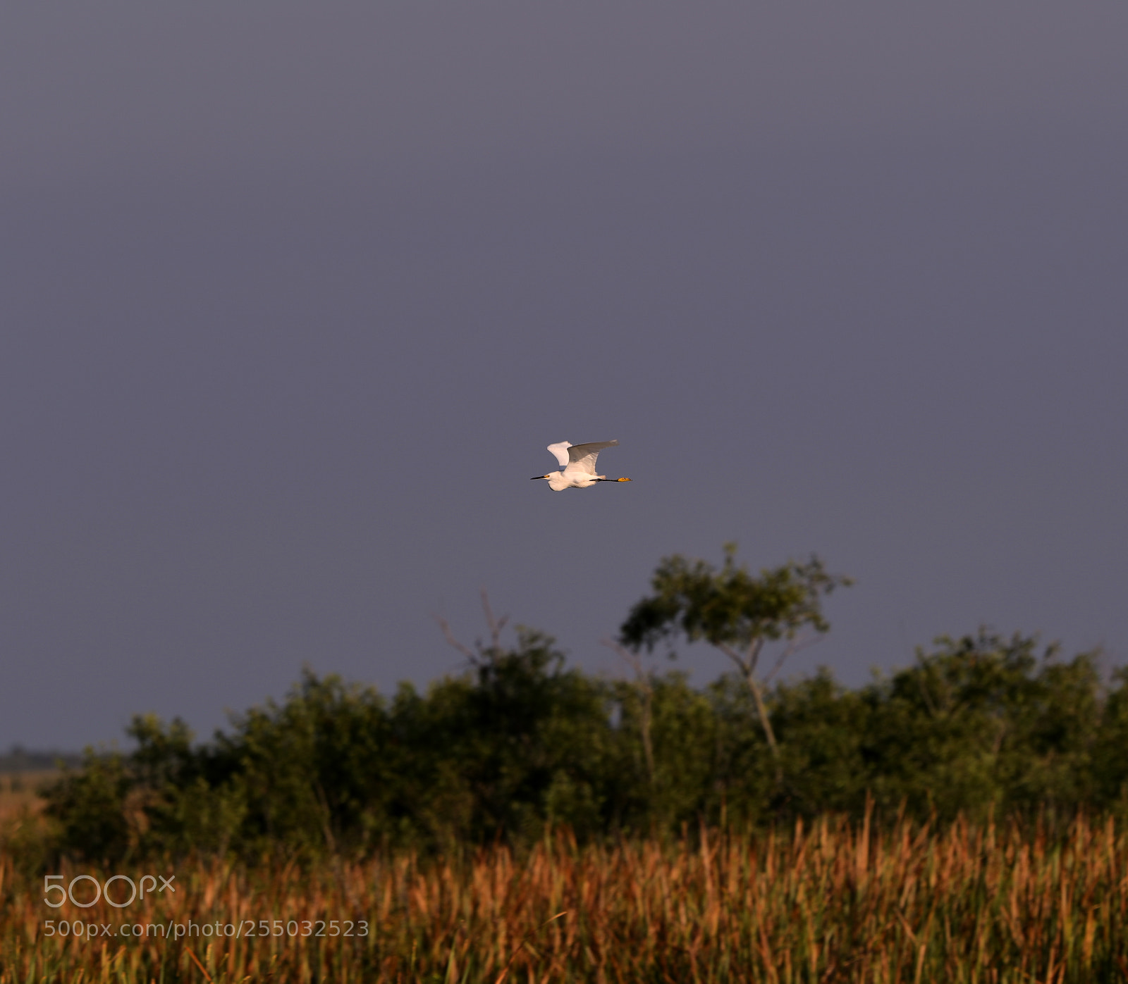 Canon EOS-1D X Mark II sample photo. 04-24-18-0014462.jpg photography