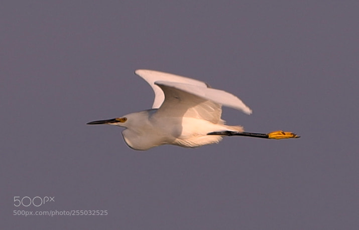 Canon EOS-1D X Mark II sample photo. 04-24-18-0014461.jpg photography