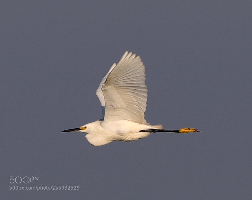 Canon EOS-1D X Mark II sample photo. 04-24-18-0014460.jpg photography