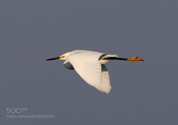 Canon EOS-1D X Mark II sample photo. 04-24-18-0014459.jpg photography
