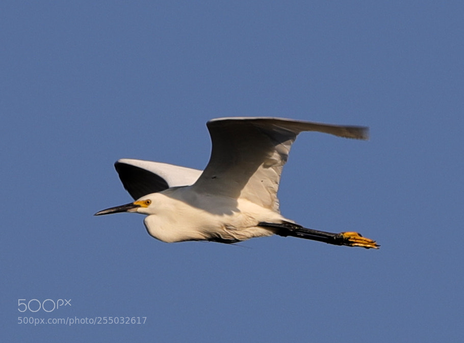 Canon EOS-1D X Mark II sample photo. 04-24-18-0014458.jpg photography