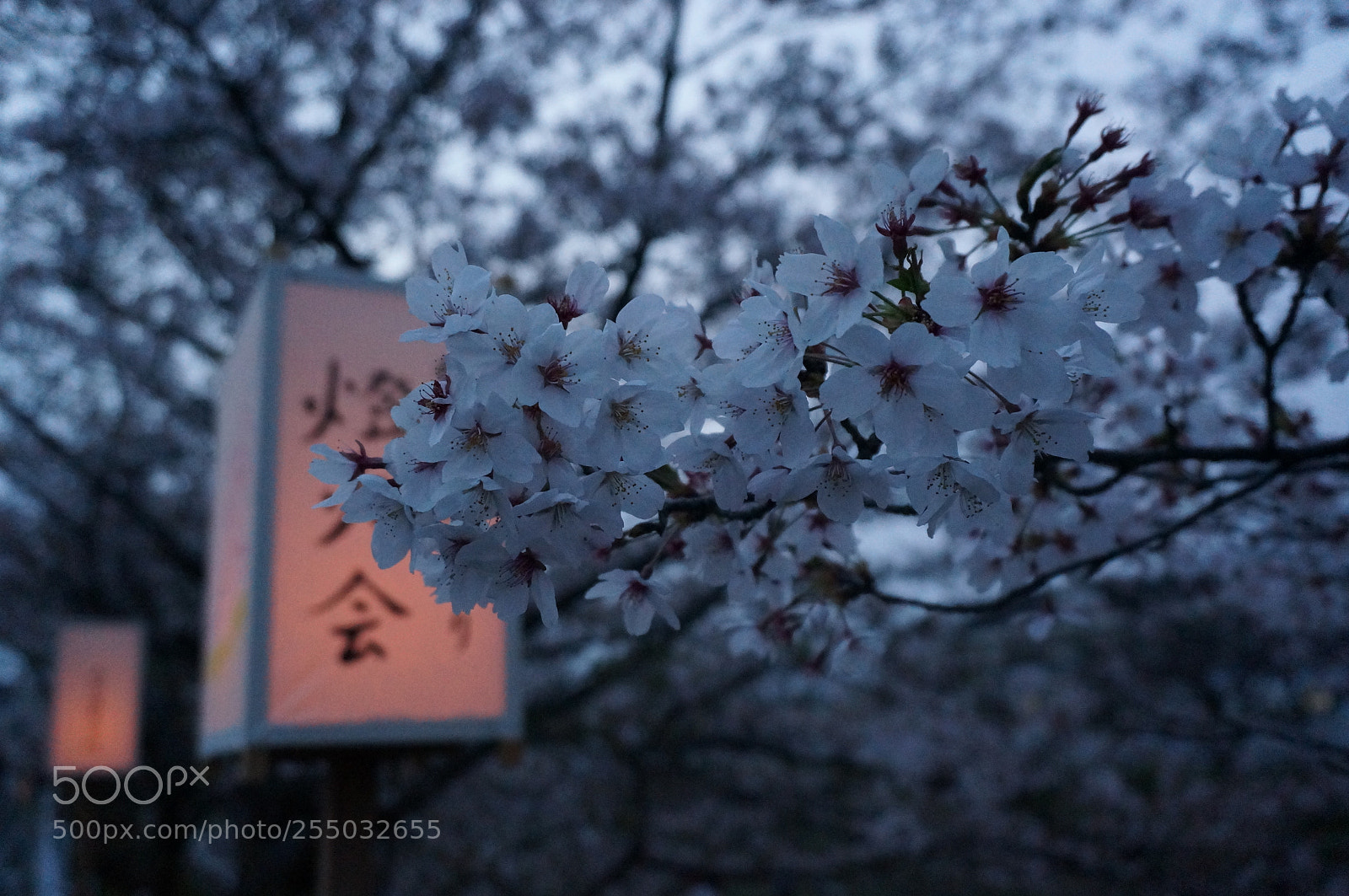 Sony Alpha NEX-5R sample photo. Spring night photography